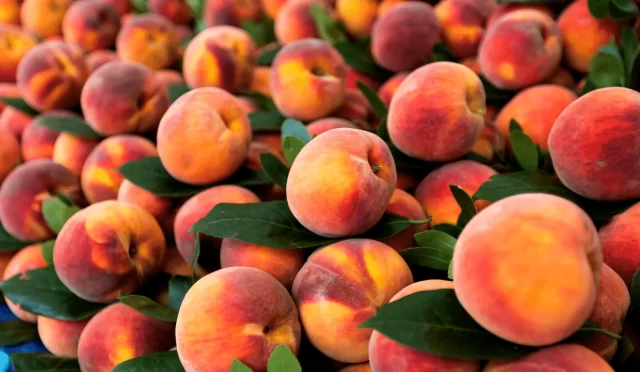 Hamilelikte şeftali