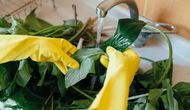 Hamilelikte tırşik